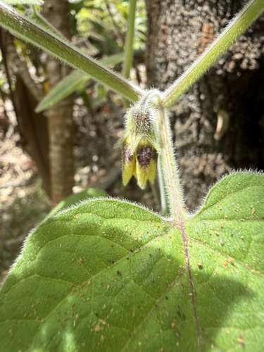 Physalis peruviana observed 2026-04-27