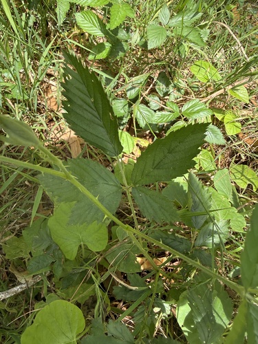 Foto de Amora