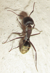 Camponotus vestitus