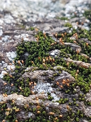 Ptychomitrium incurvum