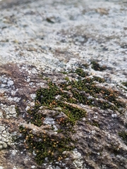 Ptychomitrium incurvum