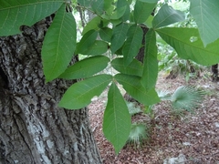 Carya ovata mexicana