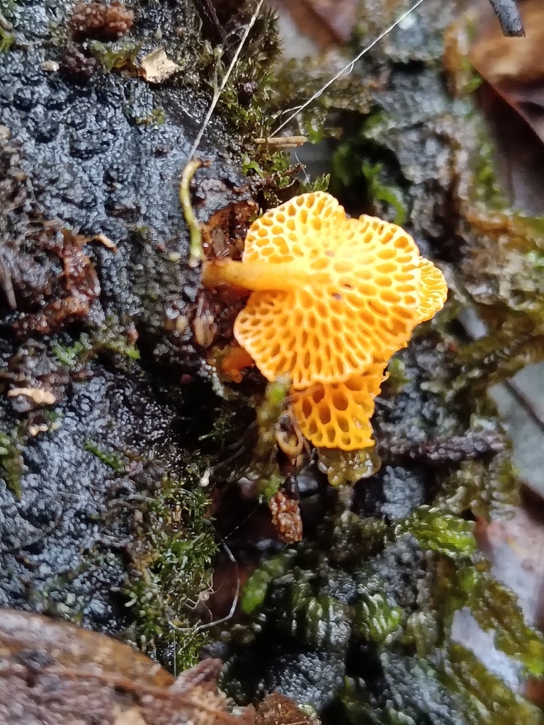 Favolaschia claudopus · May 2026 · photo: © maria4483 (iNaturalist, cc0)