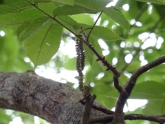 Carya ovata mexicana
