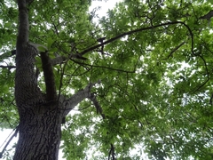 Carya ovata mexicana