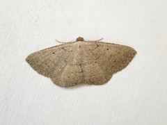 Casbia impressaria