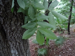 Carya ovata mexicana