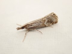 Hednota longipalpella