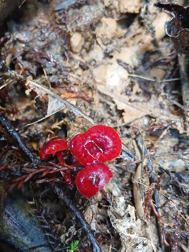 Cruentomycena viscidocruenta · May 2026 · photo: © mphnz (iNaturalist, cc0)