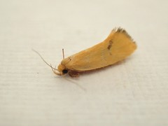 Telocharacta hemicroca