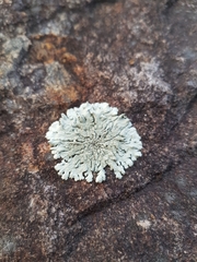 Xanthoparmelia plittii