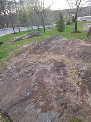 Xanthoparmelia plittii