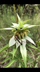 Strangalia virilis