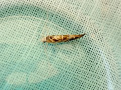 Trachydora chrysodoxa