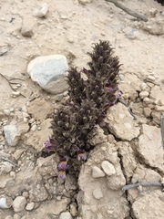Aphyllon cooperi palmeri