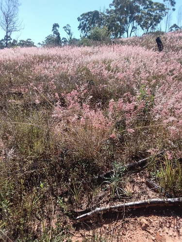 natal grass