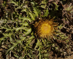 Carlina acanthifolia