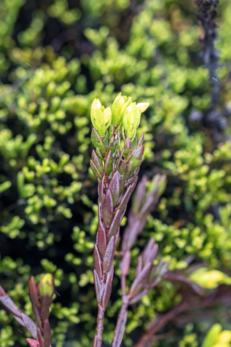 Gnidia juniperifolia, photograph 4