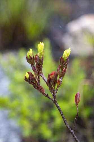 Gnidia juniperifolia, photograph 3