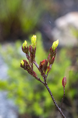 Gnidia juniperifolia, photograph (c) magriet b, some rights reserved (CC BY-SA)
