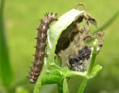 Junonia oenone oenone