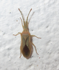 Brotheolus viridis