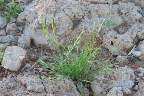 Enneapogon desvauxii, photograph 4