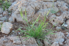 Enneapogon desvauxii, photograph author not stated, no rights reserved