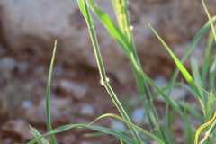 Enneapogon desvauxii, photograph author not stated, no rights reserved