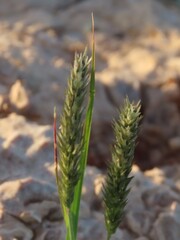 Enneapogon desvauxii, photograph author not stated, no rights reserved