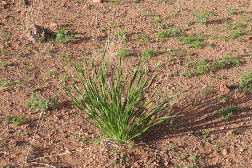 Pancratium tenuifolium