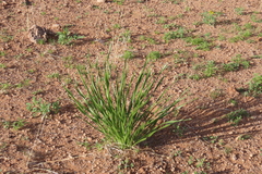 Pancratium tenuifolium