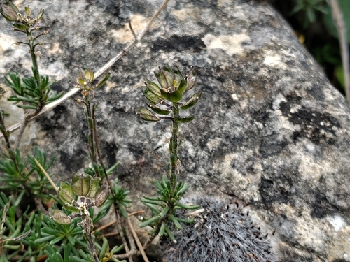 Iberis saxatilis