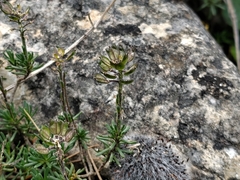 Iberis saxatilis