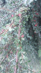 Cotoneaster microphyllus