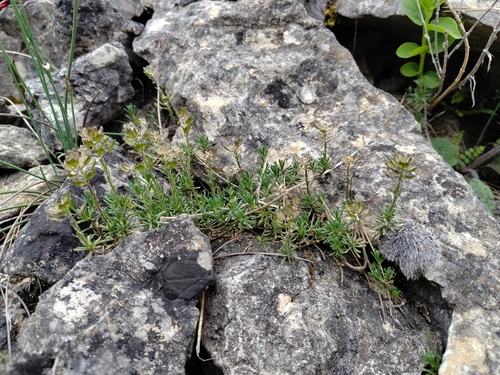 Iberis saxatilis, photograph 1