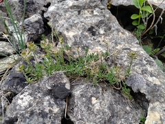 Iberis saxatilis, photograph (c) Augustin Soulard, some rights reserved (CC BY)