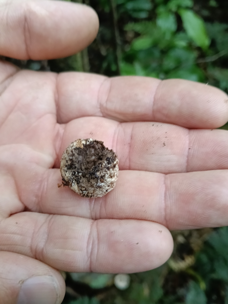 Lycoperdon compactum · May 2026 · photo: © maria4483 (iNaturalist, cc0)