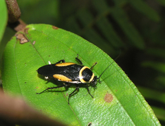 Hemithyrsocera vittata