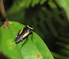 Hemithyrsocera vittata