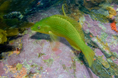 Notolabrus inscriptus