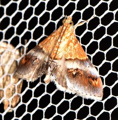 Tetracona amathealis