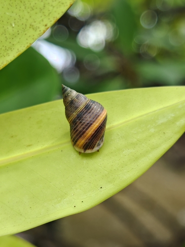 Littoraria scabra