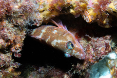 Hypoplectrodes huntii