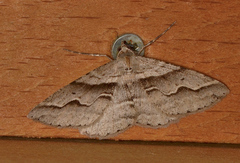 Syneora fractata