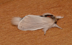 Trichiocercus sparshalli