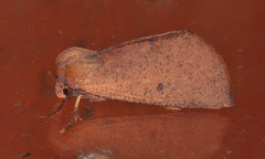 Fisera perplexata