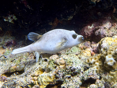 Arothron nigropunctatus