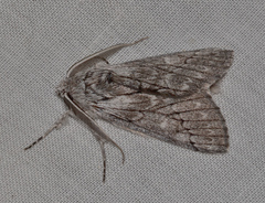 Cerura melanoglypta