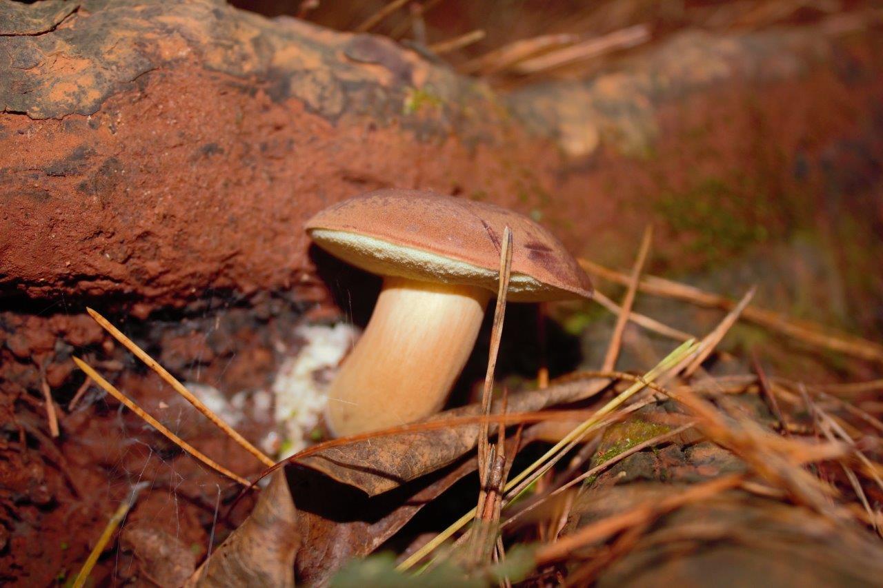Podgrzyb brunatny